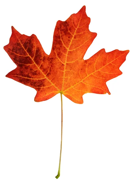 Podzimní list — Stock fotografie