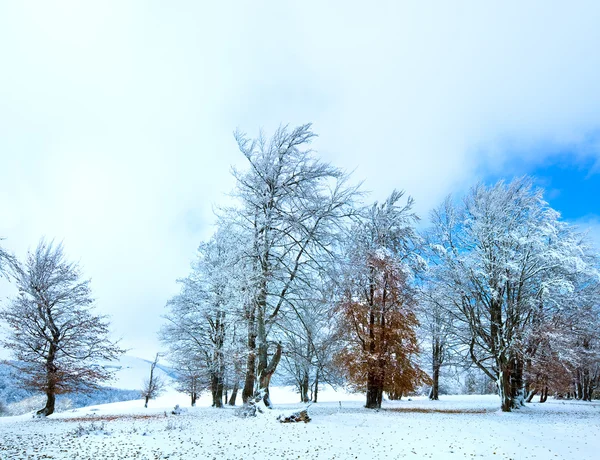 Erster Schnee im Winter und letztes Herbstlaub im Wald — Stockfoto