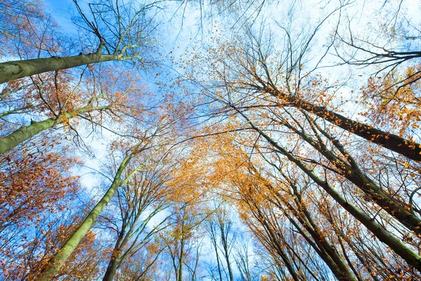 stock image Autumn sky and tree tops