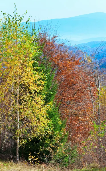 Autumn mountain forest — Stock Photo, Image
