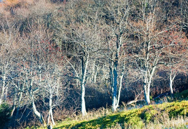 Осінні голі дерева — стокове фото