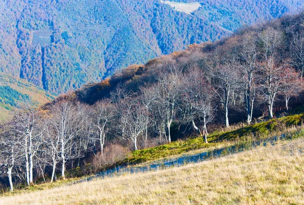Голые осенние деревья — стоковое фото