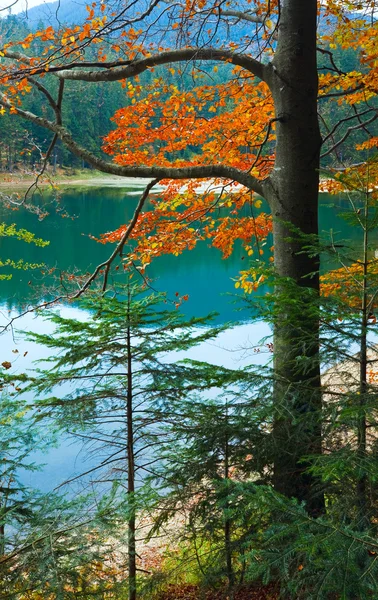 Autumn tree and Synevir lake — Stock Photo, Image