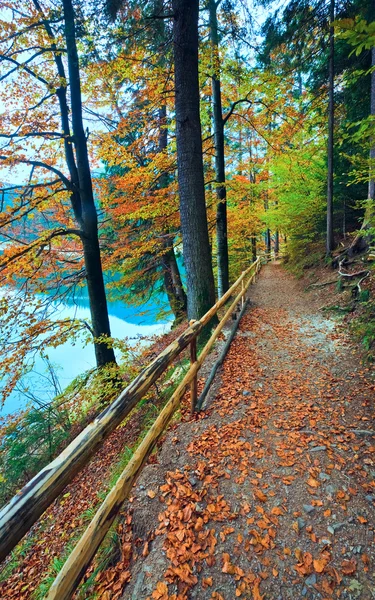 Sonbahar ağaç ve synevir Gölü — Stok fotoğraf