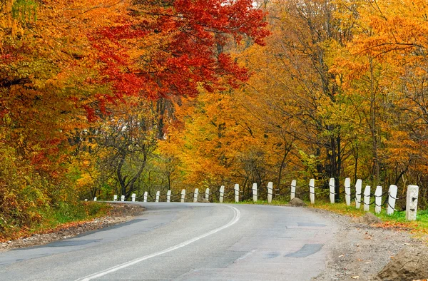 Осенняя дорога в лесу — стоковое фото