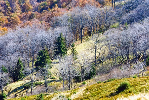Φθινόπωρο έντονη γυμνά δέντρα — Φωτογραφία Αρχείου
