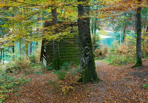 Árvore de outono e lago Synevir — Fotografia de Stock