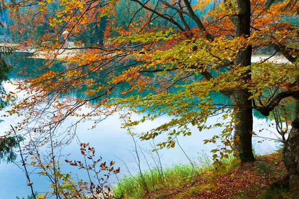 Herbstbaum und Synevir-See — Stockfoto