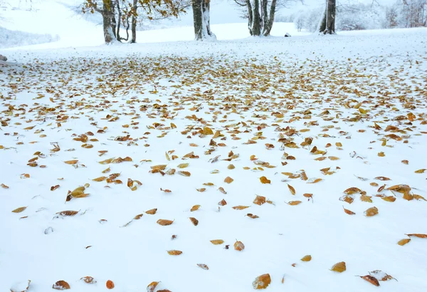 Primera nieve invernal y las últimas hojas otoñales en el bosque —  Fotos de Stock