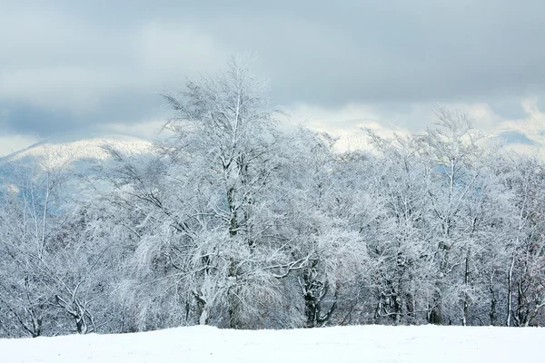 Перший зимовий сніг і гірський буковий ліс — стокове фото