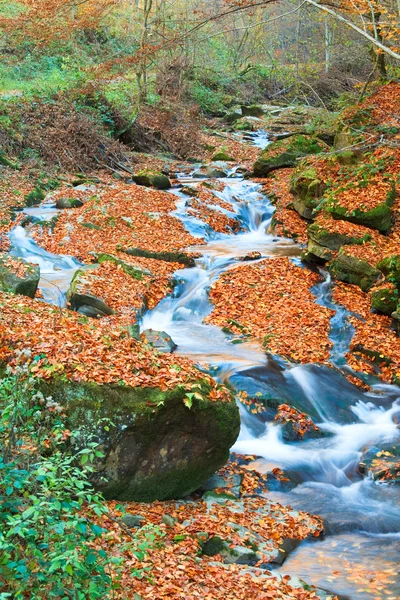 Arroyo rocoso de otoño —  Fotos de Stock
