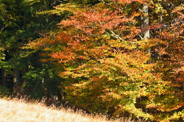 Φθινόπωρο ορεινό δάσος — Φωτογραφία Αρχείου