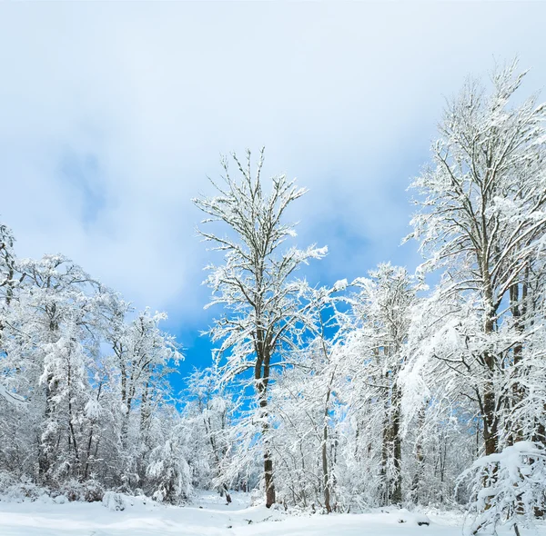 Insnöade vintern earthroad — Stockfoto
