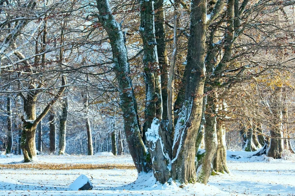 第一次冬天的雪和去年秋天枫叶在森林中 — 图库照片
