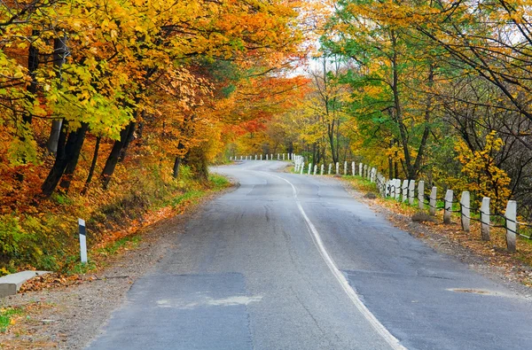 Autumn road in forest — Stock Photo, Image