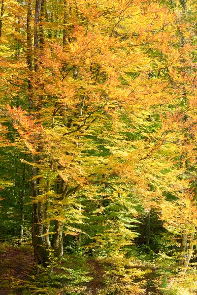 Höstens bokskog — Stockfoto