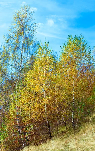 Jesień las górski — Zdjęcie stockowe