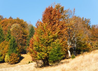 sonbahar dağ orman