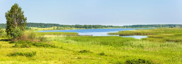 Verão rushy lago panorama — Fotografia de Stock