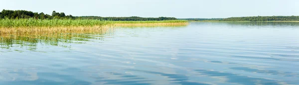 stock image Summer rushy lake panorama