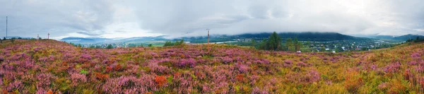 stock image Summer morning country panorama