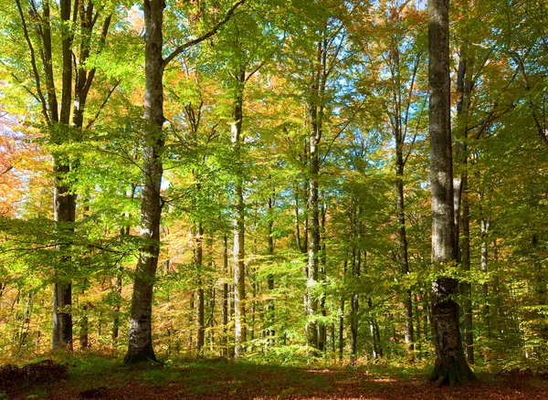 Jesień lasy bukowe — Zdjęcie stockowe
