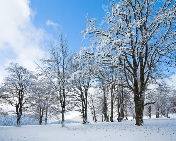 Prima neve invernale e foglie autunnali nella foresta — Foto Stock