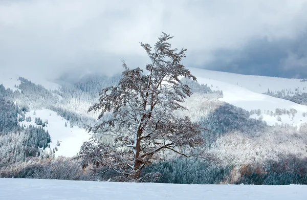 Prima neve invernale su grande faggio in montagna — Foto Stock
