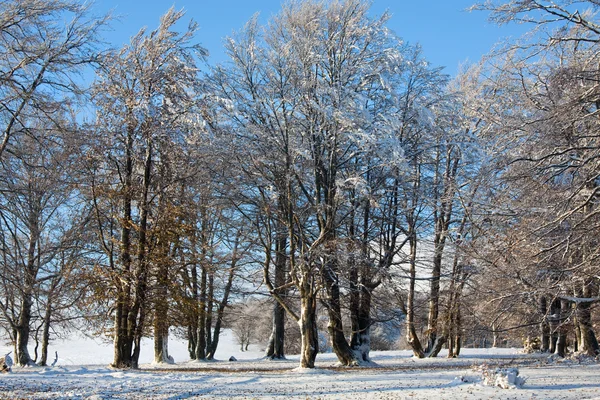 첫 번째 겨울 눈과 숲에서 마지막 단풍 — 스톡 사진