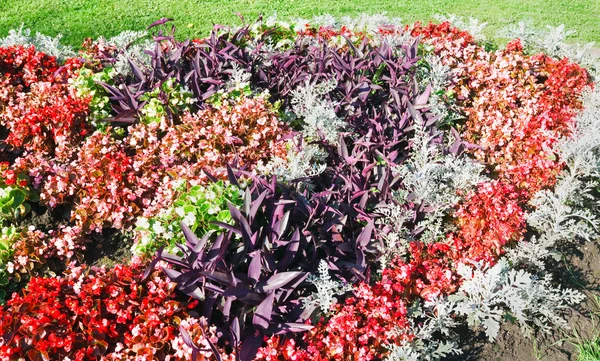 Flowerbed composition — Stock Photo, Image
