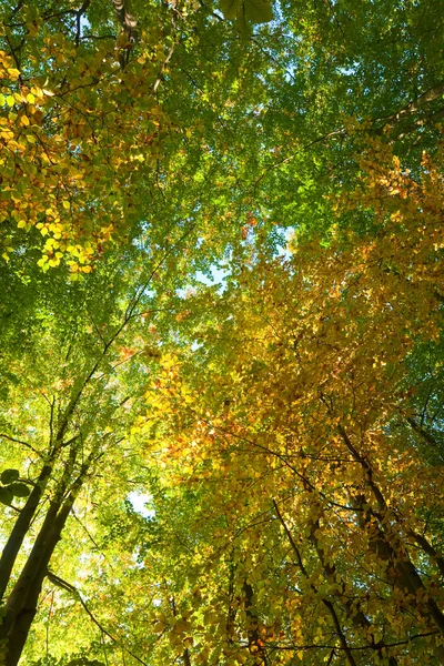 秋天的山毛榉森林 — 图库照片