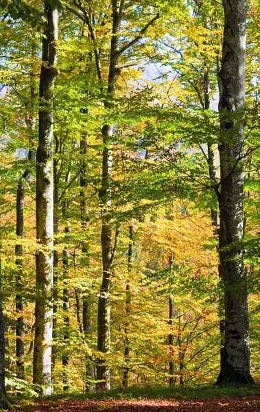 Sonbahar kayın ormanı — Stok fotoğraf