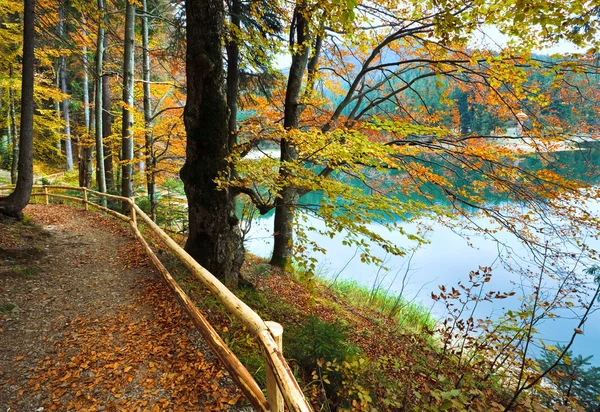Drzewo jesień i jezioro synevir — Zdjęcie stockowe