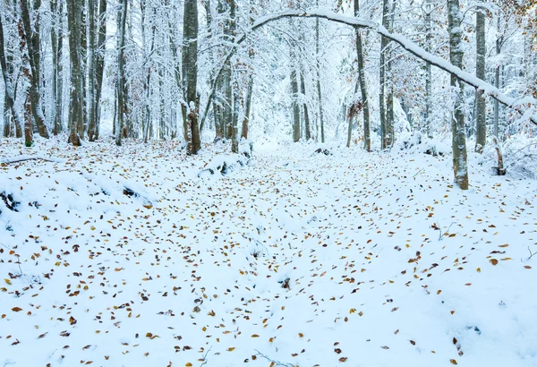 Första vintern snö och förra hösten leafs i skogen — Stockfoto