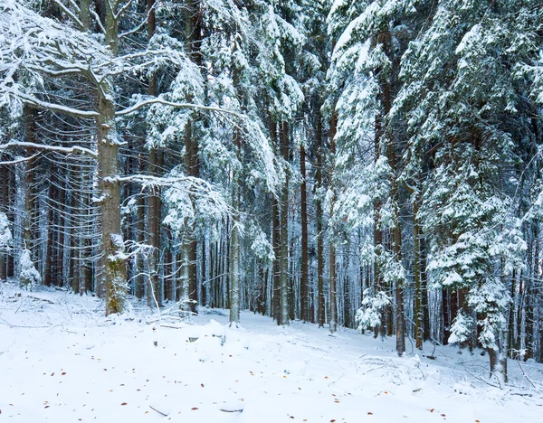 Prima neve invernale e foglie autunnali nella foresta — Foto Stock