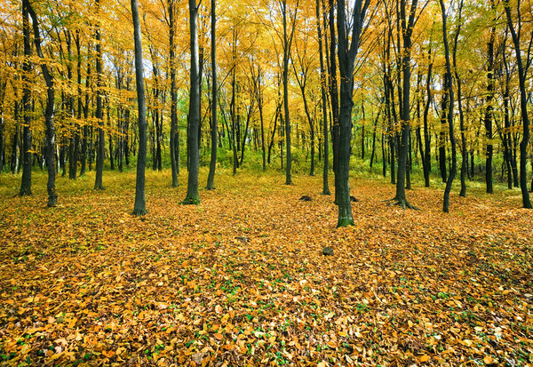 Осенний горный лес
