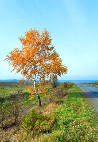 Camino de otoño y abedul amarillo —  Fotos de Stock