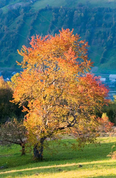 Осенний горный холм — стоковое фото