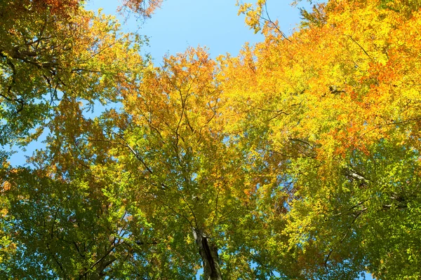 Bosque de haya de otoño — Foto de Stock