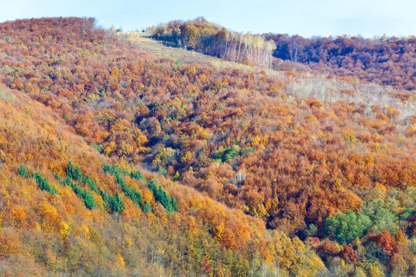 Herbstlicher Bergwald — Stockfoto
