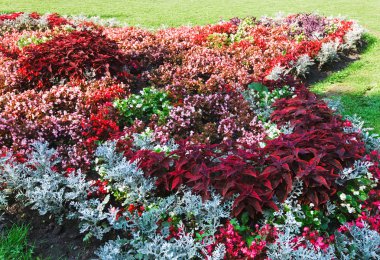 flowerbed kompozisyon