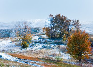 First winter snow and autumn colorful foliage on mountain clipart