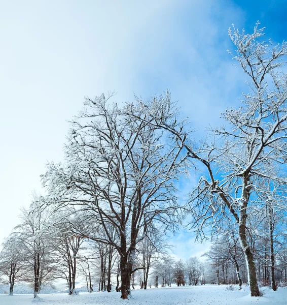 Första vintern snö och förra hösten lämnar i skogen — Stockfoto