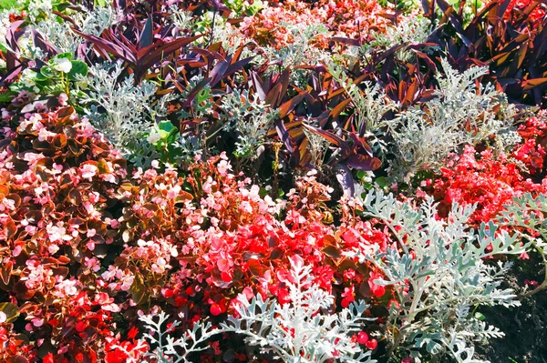 花壇の組成 — ストック写真