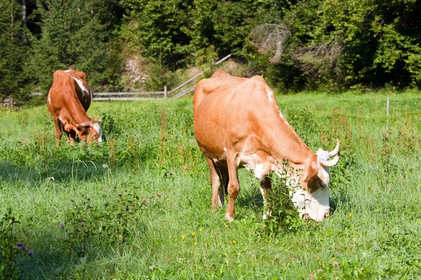 Två kor på Sommaräng — Stockfoto