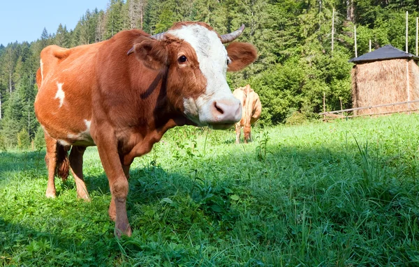 Yaz sabahı ülke yatay, inekler — Stok fotoğraf