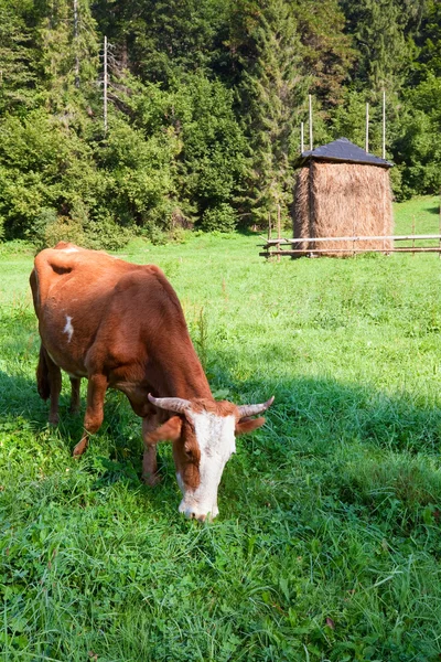 Το πρωί το καλοκαίρι χώρα τοπίο με αγελάδα — Φωτογραφία Αρχείου