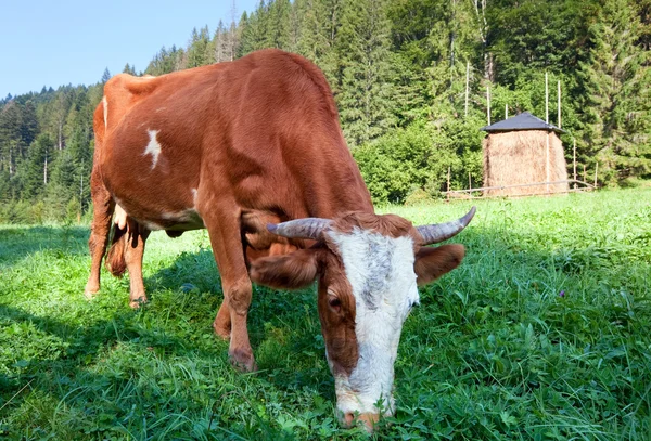 Καλοκαίρι χώρα τοπίο με αγελάδα — Φωτογραφία Αρχείου