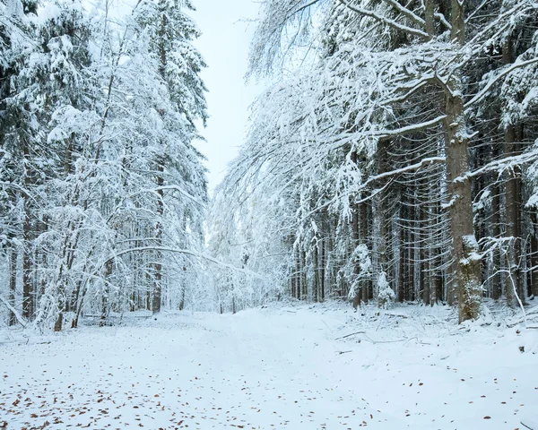 Primeira neve de inverno e últimas folhas de outono na floresta — Fotografia de Stock