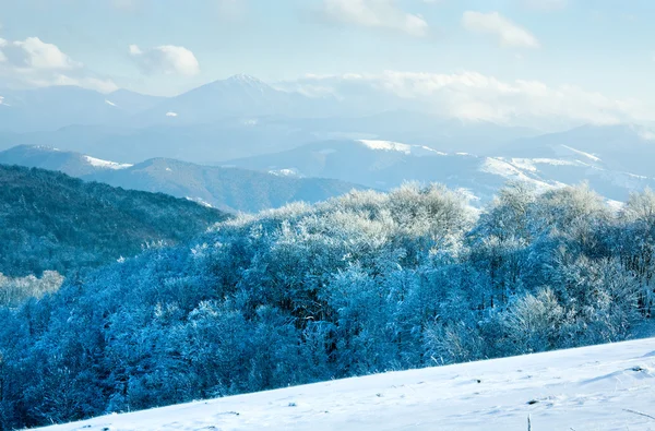 Première forêt hivernale de neige et de hêtres de montagne — Photo